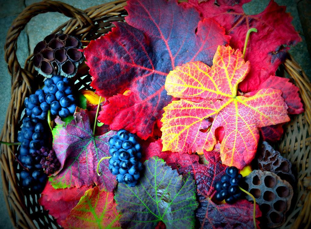 Agriturismo Casa De Colores Moretta Exteriör bild